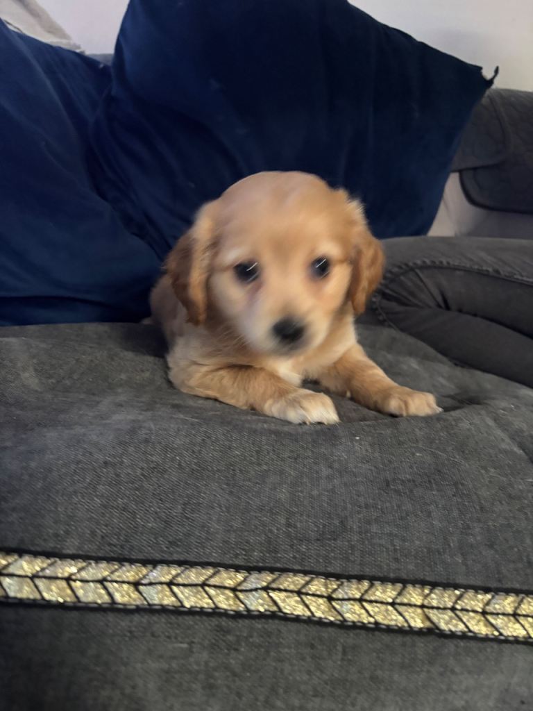 4 Beautiful puppies for sale