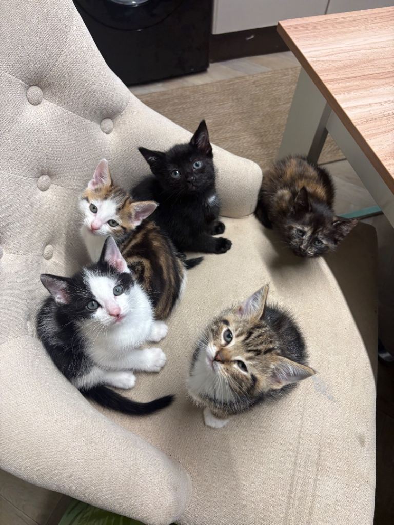Beautiful kittens 