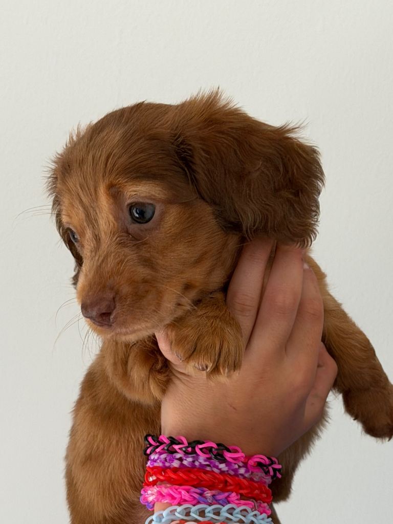 One little boy left ready now Miniature dachshund 