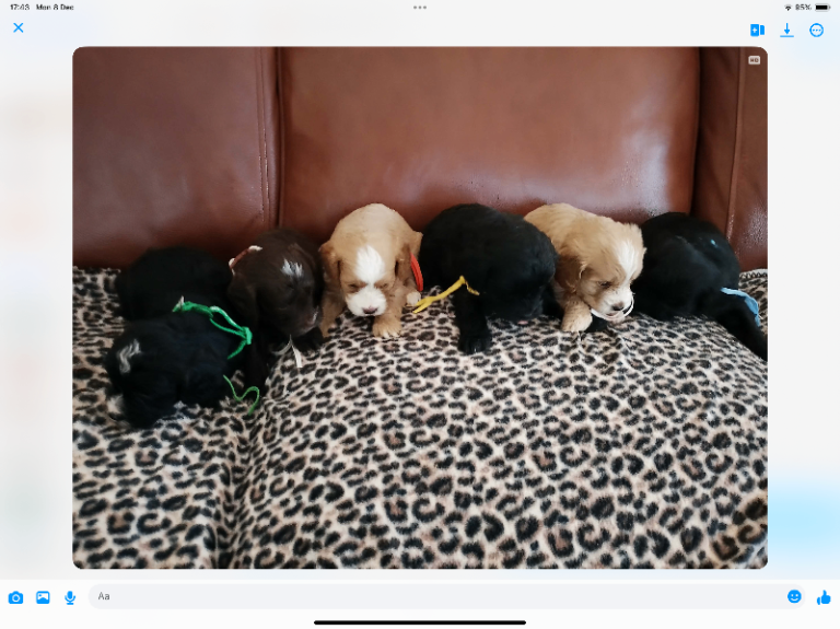 COCKALIERPOO PUPPIES