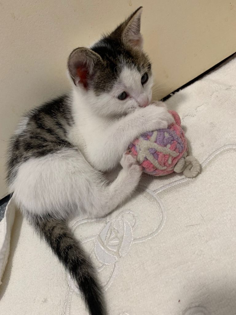 Male Kitten