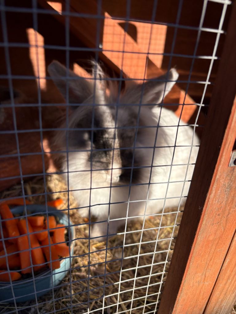 Beautiful 6 months old 