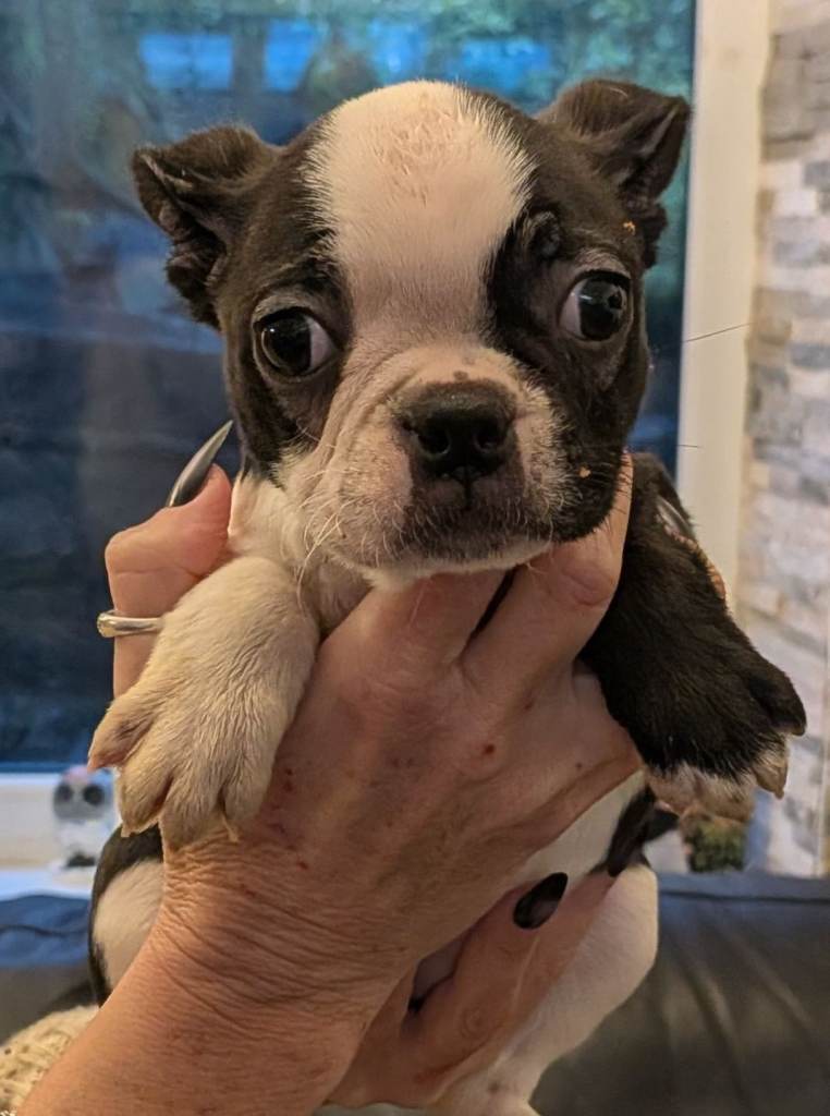 Stunning 10 week old Boston terrier puppies fully vaccinated health tested & micro chipped 
