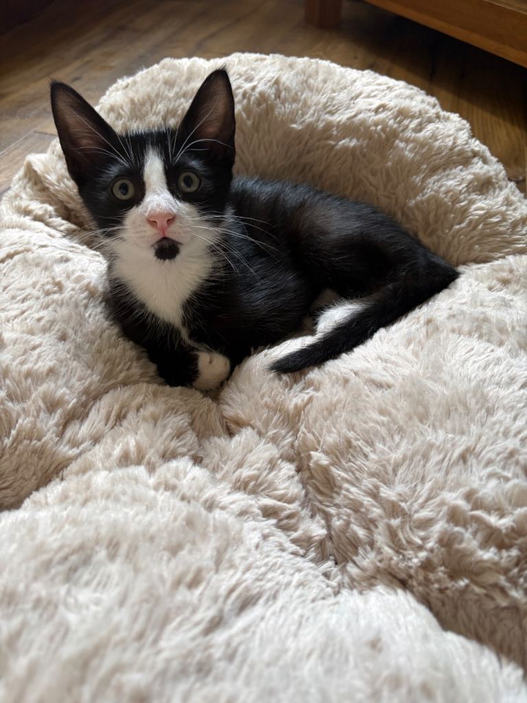 Gorgeous, Vet-Checked Black & White Male Kitten with Unique "Beard" 🐾