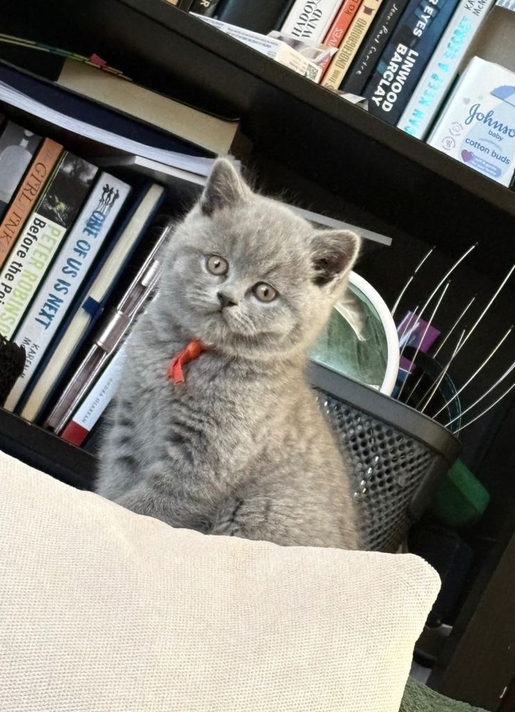 2 Beautiful British Shorthair Girls Looking for Loving Homes 