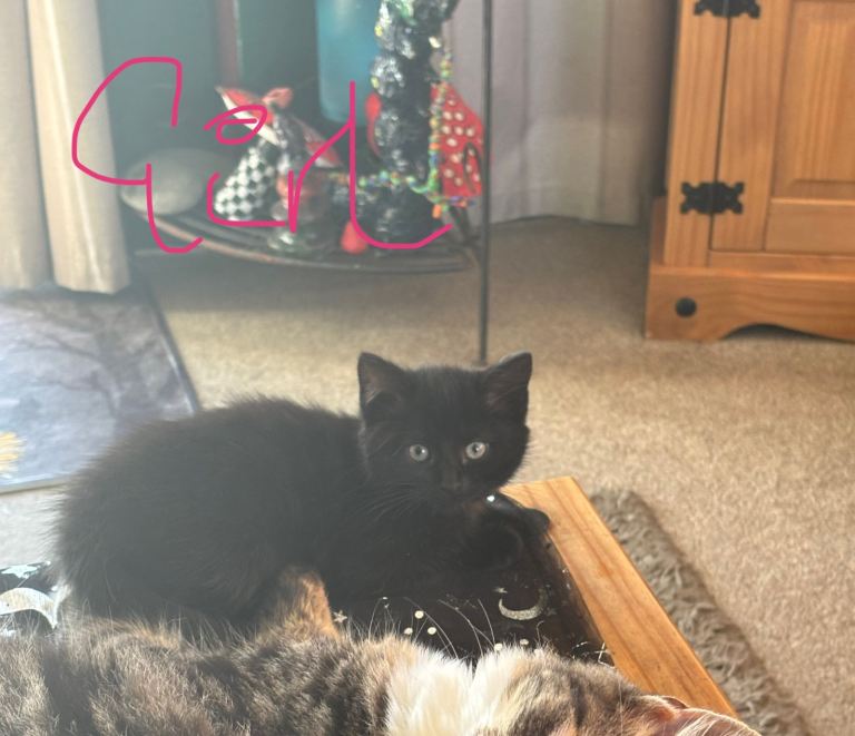 5 Kittens, ready to leave now 