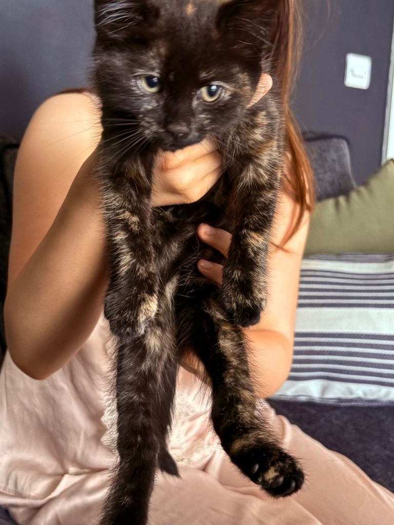 PENDING COLLECTION Tortie Kitten for sale (female)
