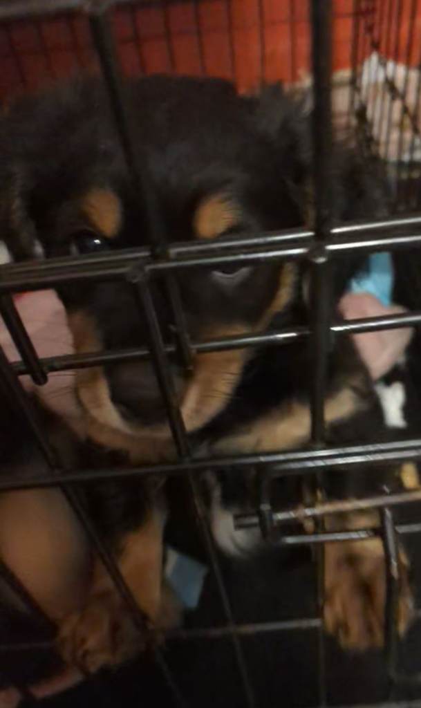 Yorkshire Terrier, Jack Russell, King Charles Spaniel cross puppies for sale