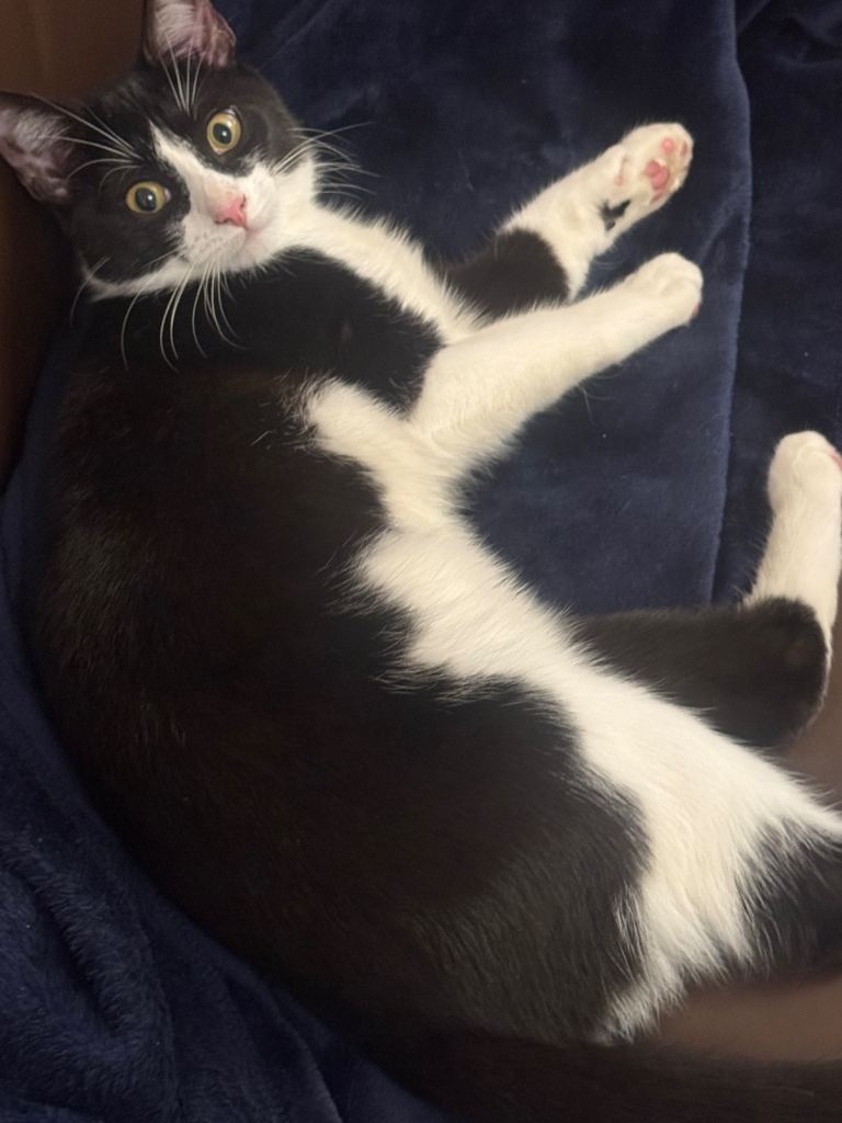 Kittens for sale💕