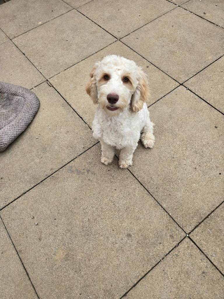 Beautiful cockapoo puppy 