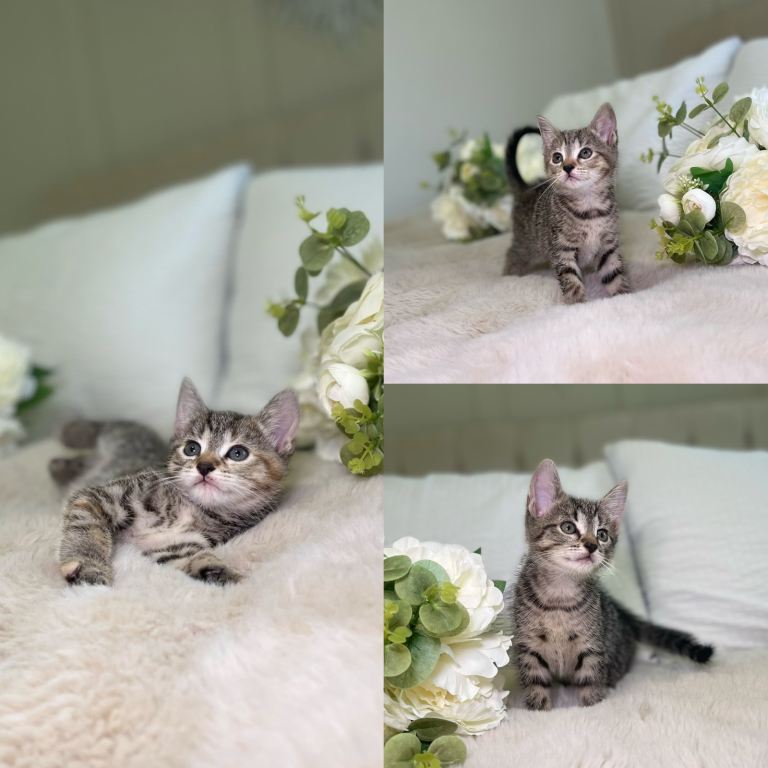 Beautiful kittens 8 weeks old ready now 