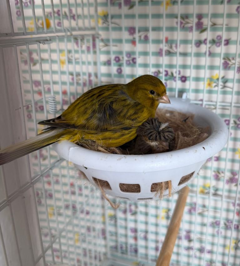 Canary 