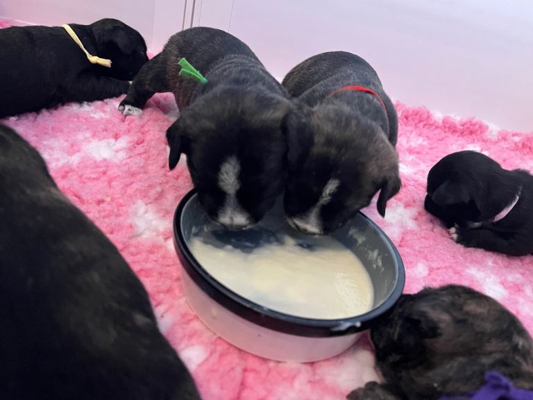 Jack Russell x highland terrier puppies