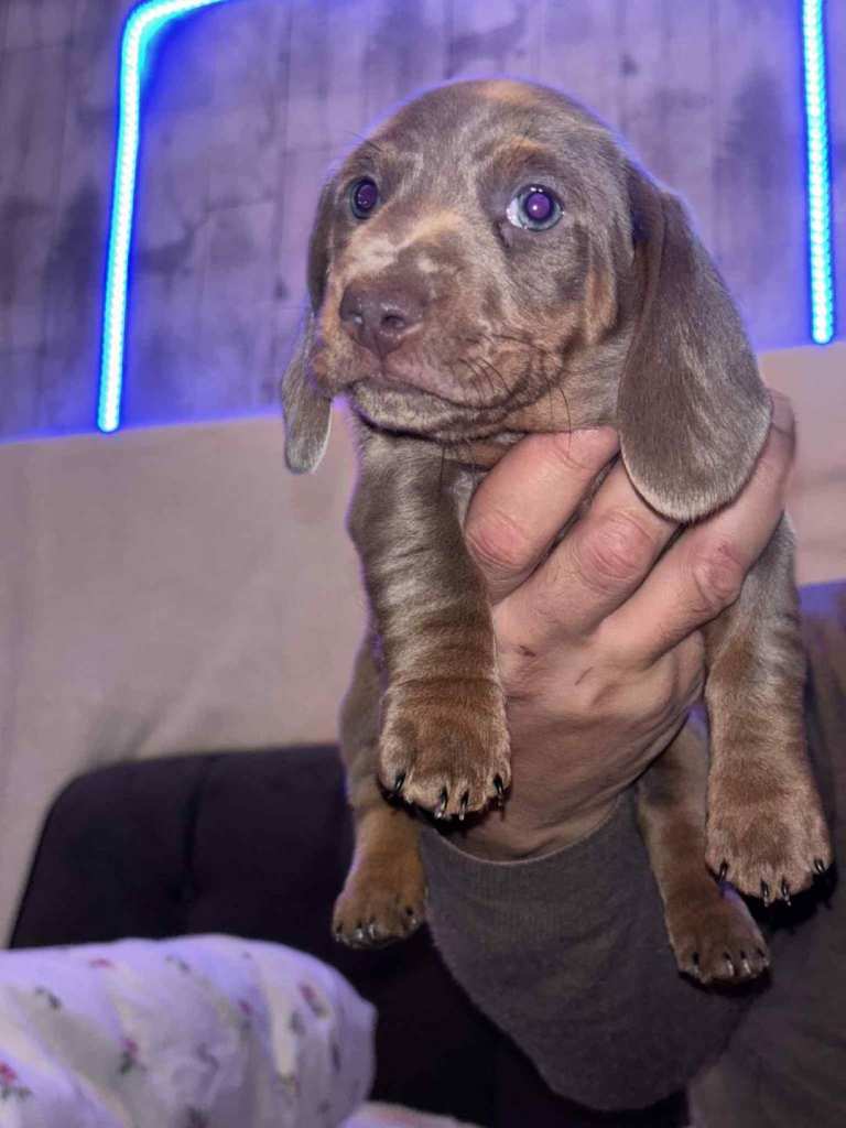 2 Beautifull mini dachmunds