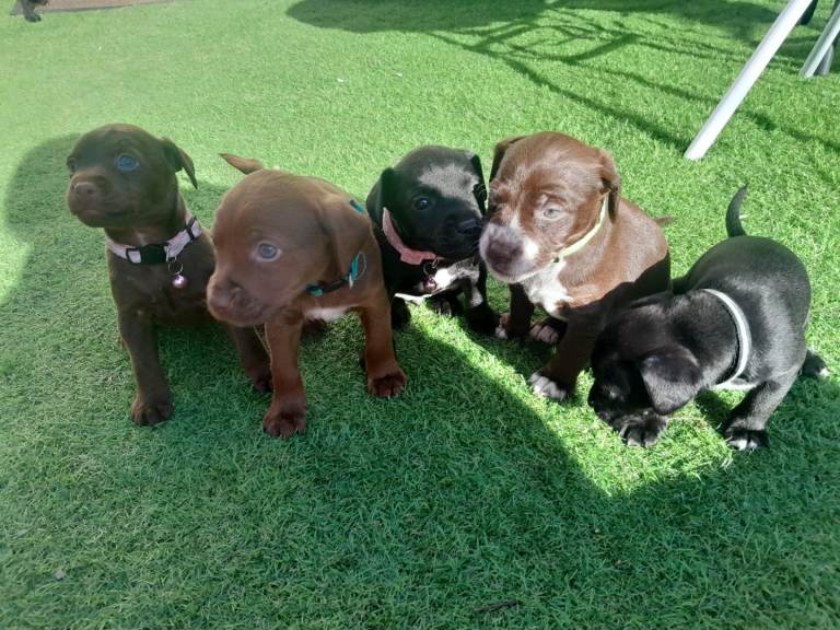 Cocker spaniel cross patterdale puppies