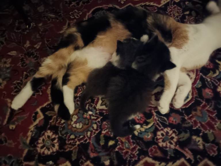 4 kittens ready for a home 