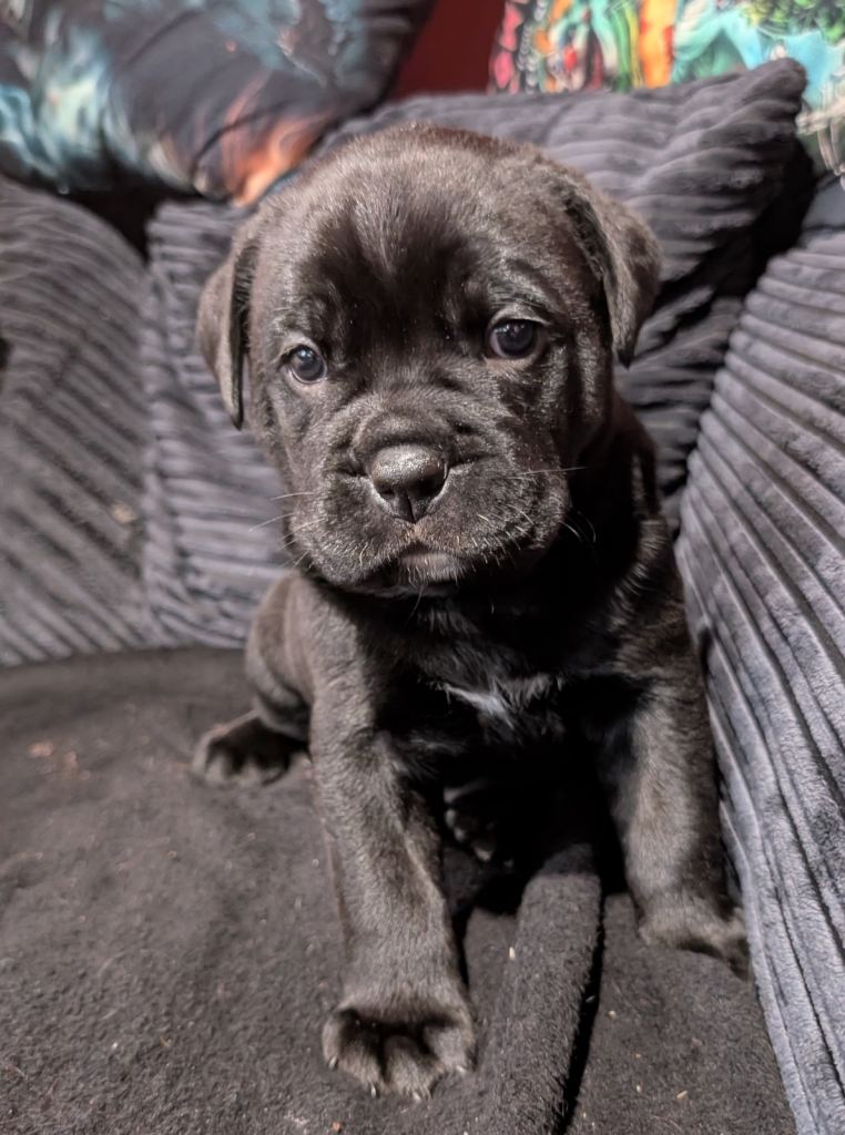 Rottweiler cross breed
