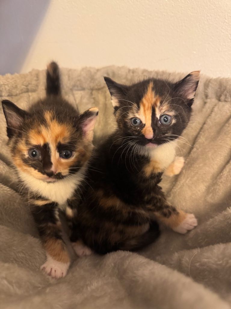 kittens 🐱 