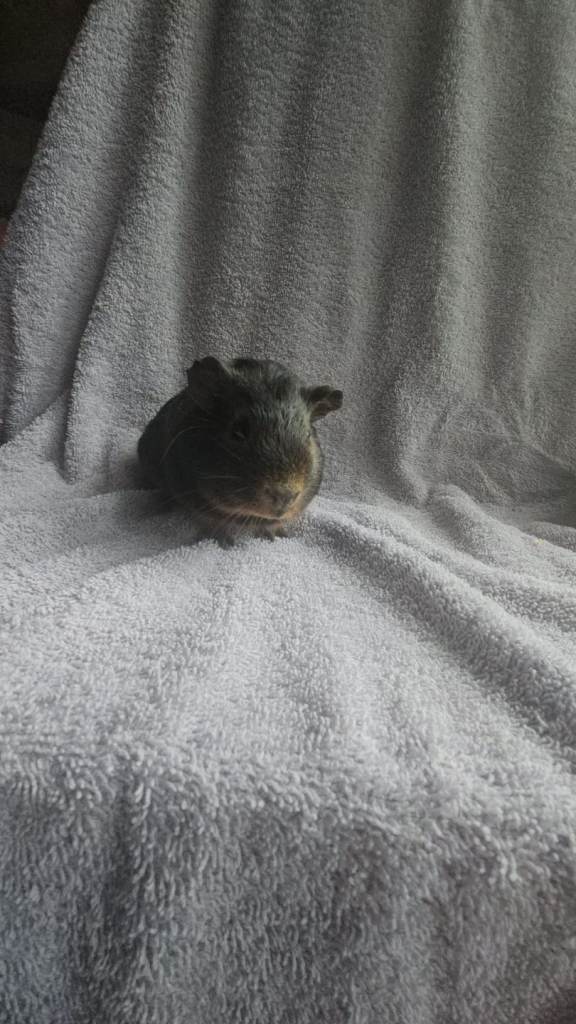 Guinea pigs 