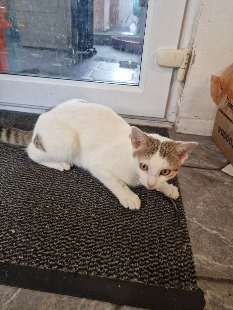1  male cats mixed breed
