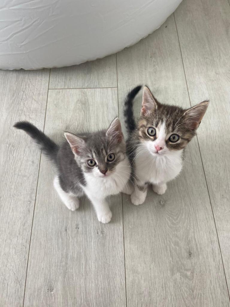 Beautiful Male kittens 