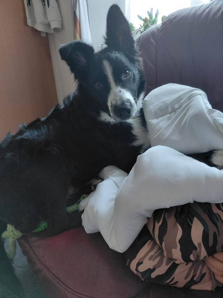 Bordie collie 