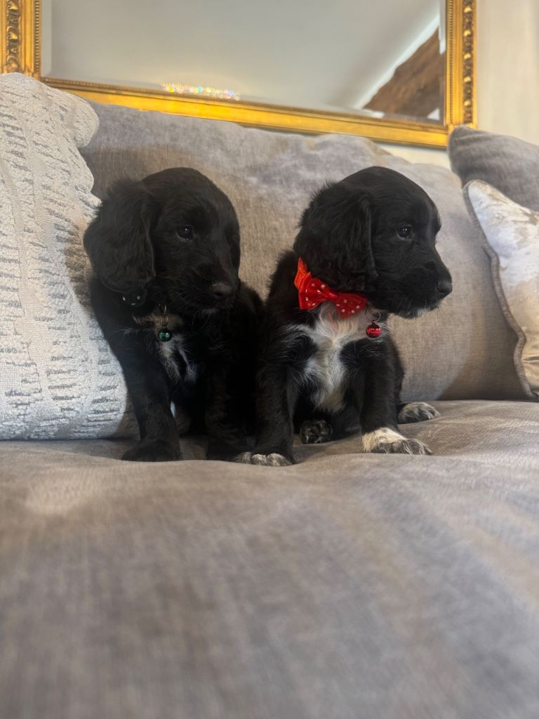 Beautiful cockapoo puppy’s 