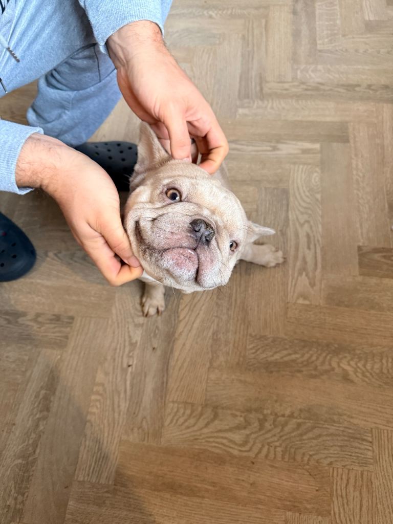 French bulldog boy 