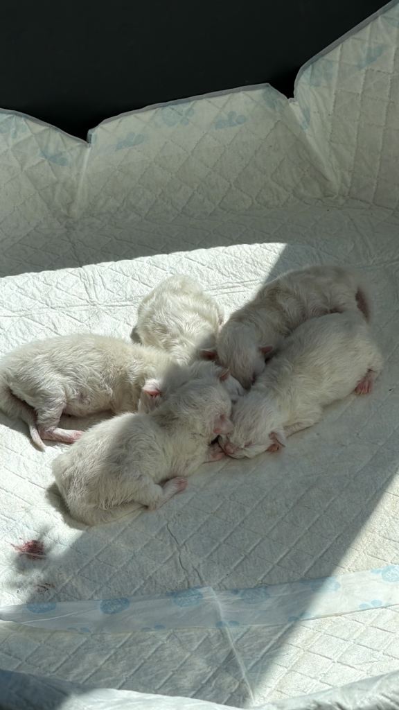 Ragdoll s