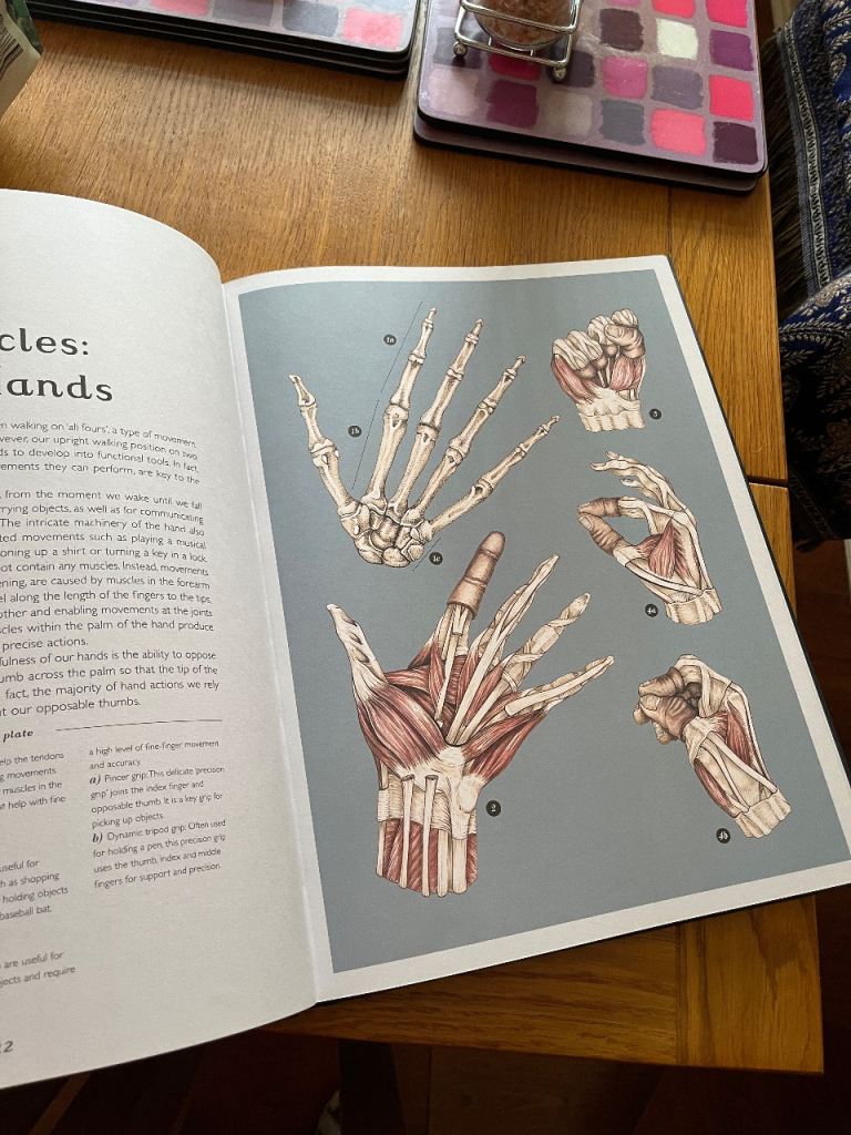 Anatómicamente. Anatomy book