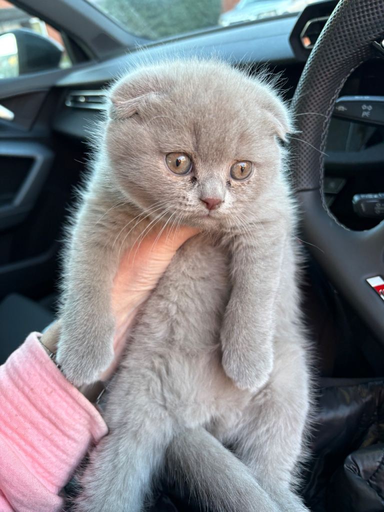 Grey British Shorthair Kitten 