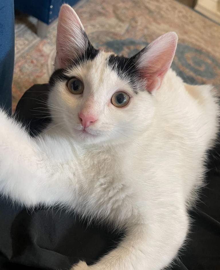 Adorable Cat In Need of A Home