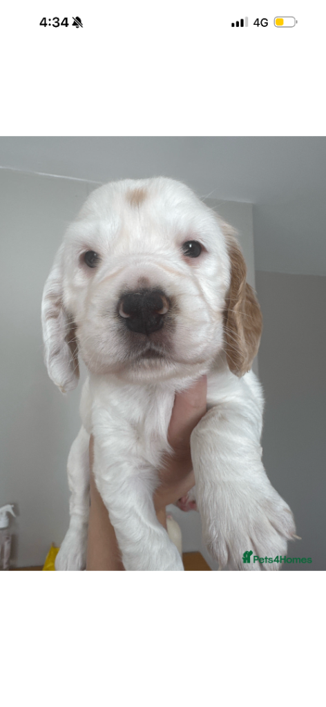 Cocker spaniel puppys