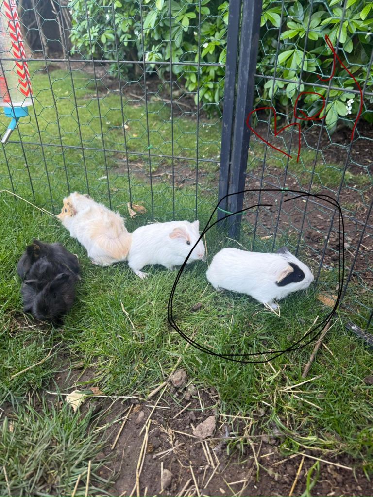 Baby guinea pig for sale