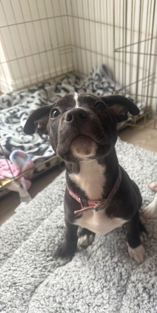 Girl looking for her forever home ready now *