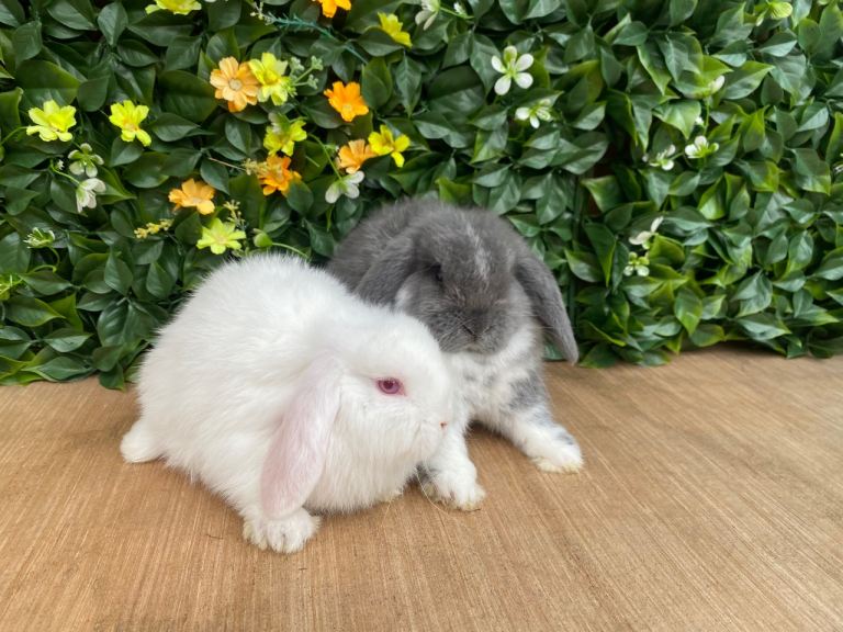 Mini lops bucks ready now 