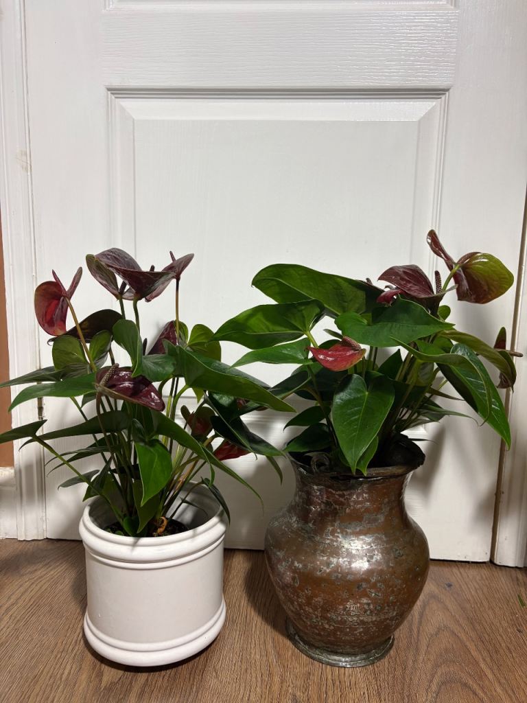 Two tropical cherry red Anthurium Plants 
