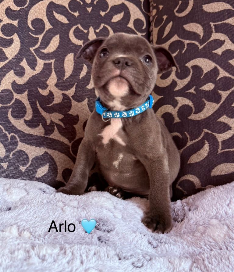 Staffordshire bull terrier pups