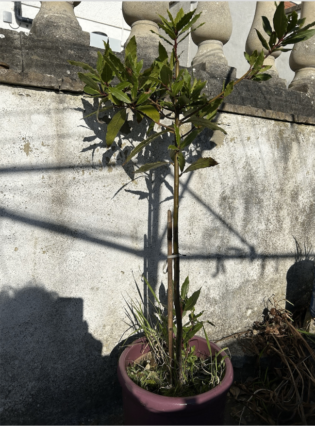 Laurus Nobilis evergreen Bay Tree approx 1 meter high
