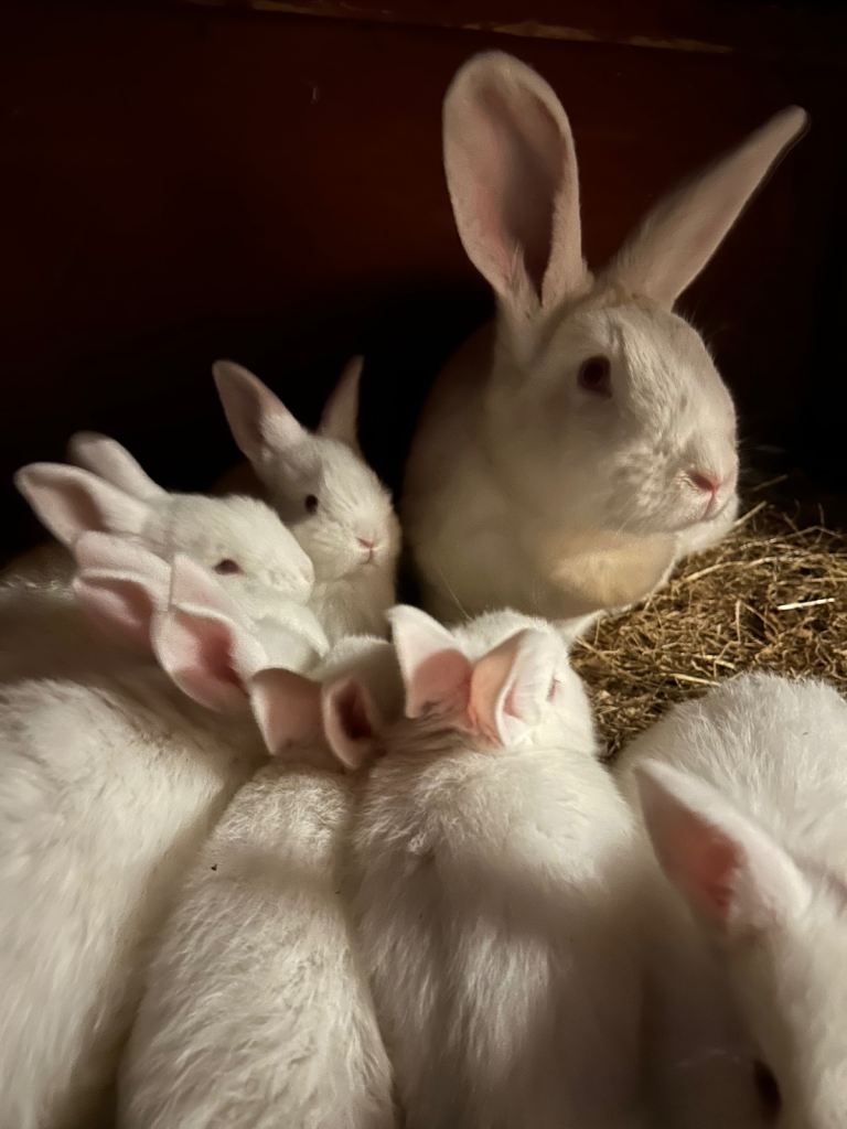 New Zealand White baby rabbits