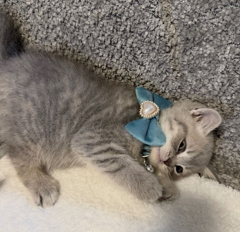 Beautiful British Shorthair Cross Male Kitten Looking for a Loving Home 