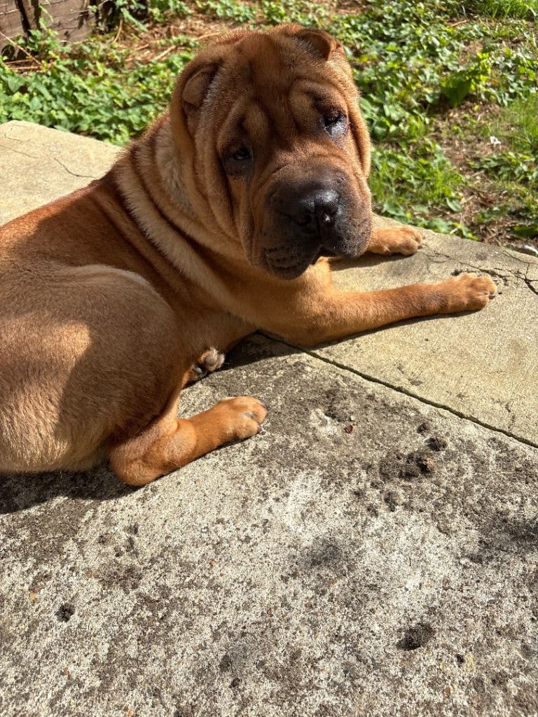 10 months old Shar pei dog for sale (cheap) 