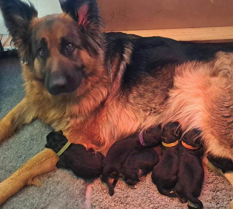 German Shepherd Puppies
