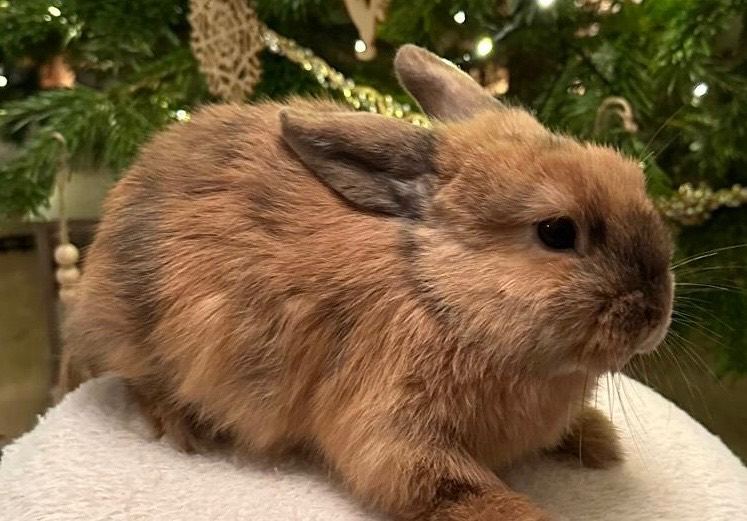 Baby mini lops Halosowen, West Midlands 