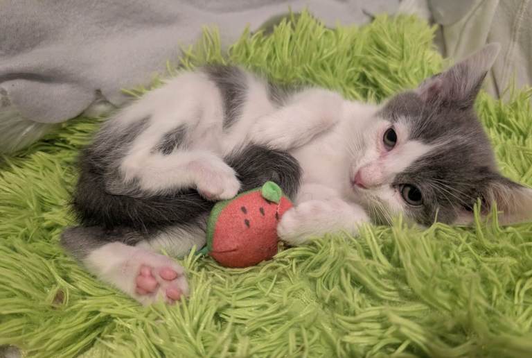 Blue and White male kitten    RE AVAILABLE   Wormed, litter trained.  Happy and healthy