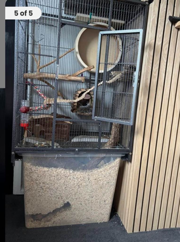 2 male gerbils plus set up