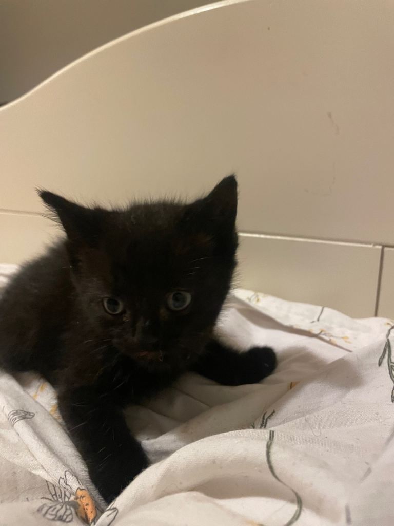 Male kittens