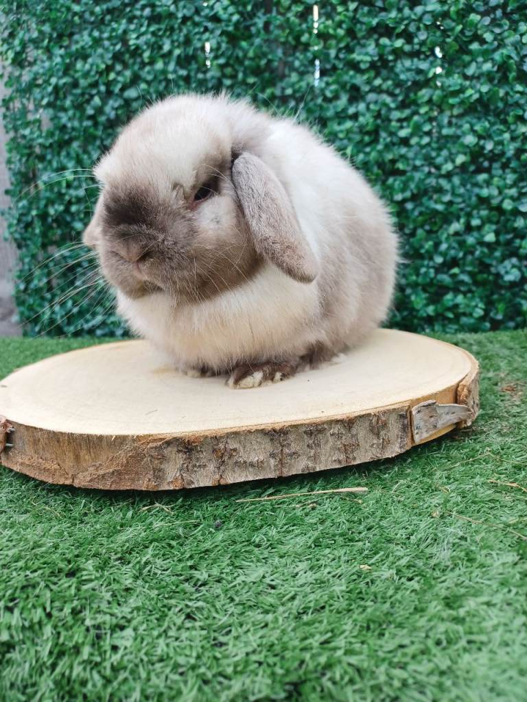 Mini lop Doe 6 months 