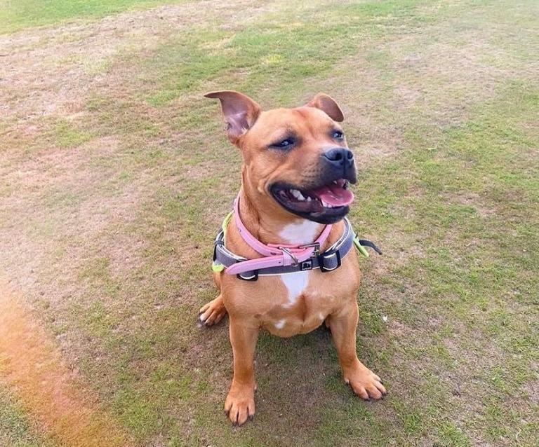Short legged staffie 