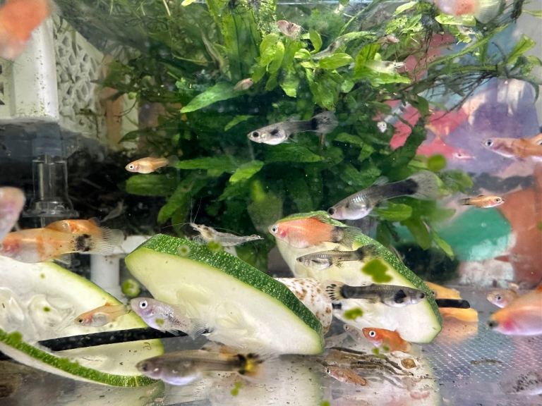 Young Guppies, Platies, Golden Bristlenose Plecos & Shrimps – From £1